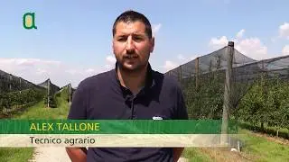 Puntata 87 - La gestione fitosanitaria del frutteto
