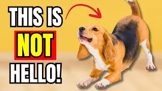 If Dogs STRETCH When They See You, This Is What It Really Means