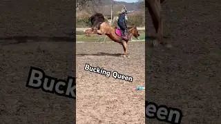Dona the bucking rodeo Queen #horse #rodeo #equestrian #horseriding #horselover #pony #showjumping