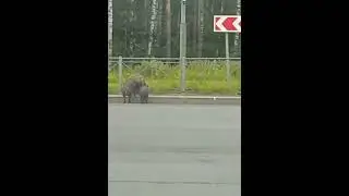 Стаю кабанов заметили на Суздальском шоссе в Петербурге.