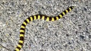 Snakes of the Mojave desert