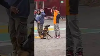 Dogs being idiots part 234: Belgiqn Malinois 🤣🐕 #funnydog #funnypet #cutedog #dog #pets #shorts