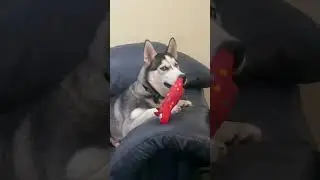 #canada #husky #dogbreed #sweetpuppy #siberianhusky #huskydog #puppy #petlover