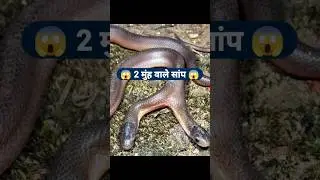 2 मुंह वाले जहरीले सांप | Mandool Snake | Snake Facts | Insect Facts | Facts in Hindi #ytshorts