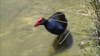 Birds Of South Australia
