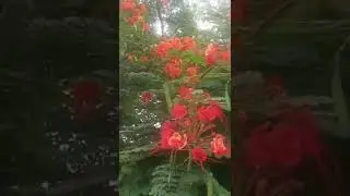 Beautiful Red colour flower tree|#Shorts