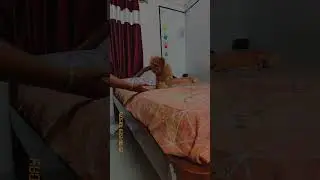 🐾