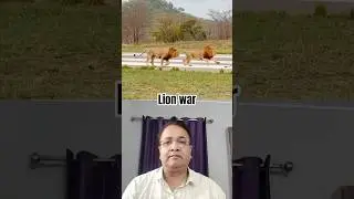 Deadly Clash! Lions Fight on Runway #lion #animals #wildlife #animallife #lionhead