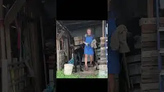 Из дровеника делаем столярно-покрасочную мастерскую. #жизньвбытовке #сад #DIY