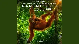 Langurs