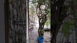 BIỂN COCO BEACH CAMP TẠI B&Igrave;NH THUẬN 02/2/2023