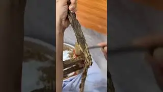 What do you think of the resin from this Kynam agarwood tree?#oud #Kynam #agarwood #عود #عود_كينام