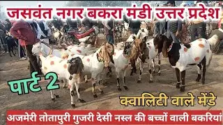 JASWANT NAGAR BAKRA MANDI UP/बहुत ही बेहतरीन अजमेरी तोतापरी गुजरी सिरोही नस्ल की बच्चों वाली बकरियां