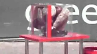 Gumby Man in NYC fits himeslef into a tiny plexi box!