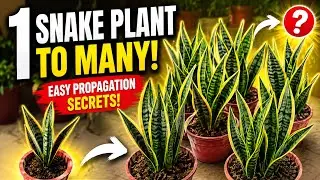 एक पत्ते से बने कई Snake Plants 🌱 | Beginner Friendly Indoor Plant | Home Gardening in Hindi