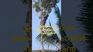 Northern woodcutter brother