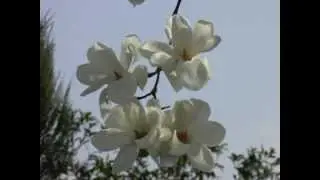 白い花が咲く