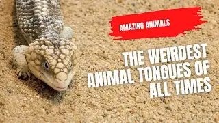Weird Animal Tongues | Strange Animal tongues