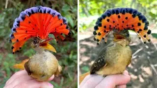 This Bird Has a Hidden Crown&hellip; and It&rsquo;s Glorious 👑🕊️ | Tropical Royal Flycatcher