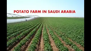 Power Self-Running organic potato Farm in Saudi Arabia  (KSA)ഉരുളക്കിഴങ്ങു പാടം #uppumpuliyumstories