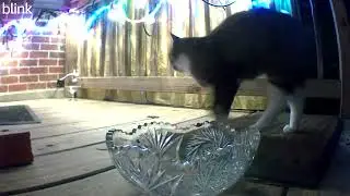 Feral cat waits for human to notice and feed her.