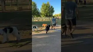 What does a trained dog look like IN the dog park with lots of other people and off-leash dogs?