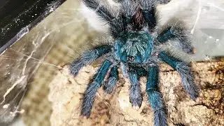 Tarantula Feeding - Guyana Pinktoe (Avicularia avicularia) 6