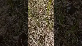 Formica fusca group mound active #ants #antspecies #antcolony #ant