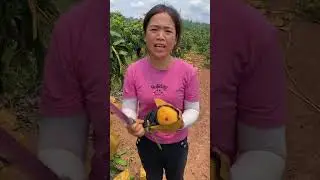 Esta chica cosecha los mejores mangos de China 👏