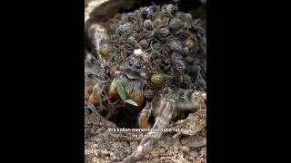 Jangan Bunuh Laba-Laba Ini