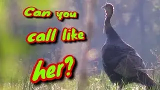 Hen Turkey Sounds (High Quality)