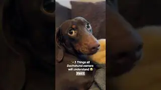 3 things ALL Dachshund owners will understand ✨