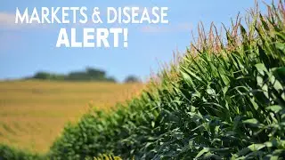 Mid-Season Update: Tar Spot, Southern Rust & Grain Market Outlook | Landus Webinar