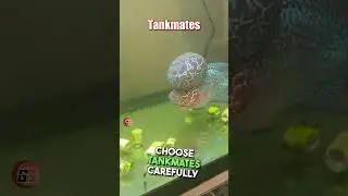 Flowerhorn Fish Easy  Care Guide #1 #flowerhornfish #tropicalfish #aquariumfish #fish #flowerhorn