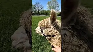 Walking with an Alpaca