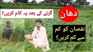 How to minimize loss in lodgings Rice crop | paddy crop