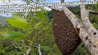 Aksi Nekat! Penemuan Sarang Lebah terbesar di Pegunungan Aceh Setelah Bencana Bajir
