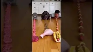 I Should&rsquo;ve Read The Manual Before Getting A Cat