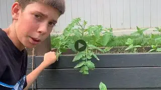 How to support ￼a tomato plant