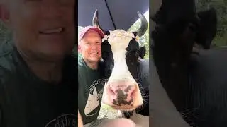 Why Are Cows Called Grass Puppies?