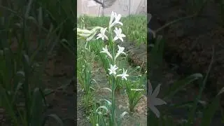 d most fragrance flower/ Polianthes tuberosa/ Tuberose