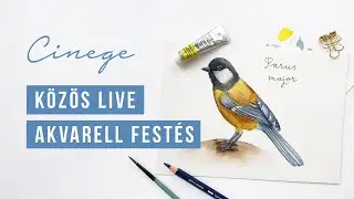 KÖZÖS FESTÉS - Cinege - madár illusztráció | akvarell festés kezdőknek