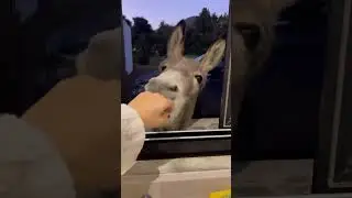 unexpected guest