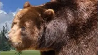Cinnamon Bear (Ursus Americanus Cinnamomum) Sound Effect 