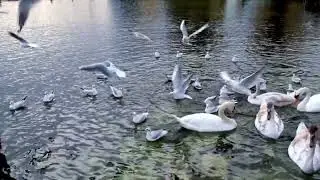 AMBIENT SLEEP VIDEO WITH SWAN AND SEAGULL BIRD SOUNDS.
