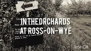 In the Orchards at Ross-on-Wye