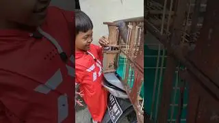Burungnya langsung dilepas al #merpatiku #burungmerpati #burungdara #alfattahchannel