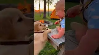 Dog & Baby   #dog #baby #ai狗和宝宝 #dog#baby#ai #cute #cutebaby #cuteanimals#papa #baby  #funny #fyp
