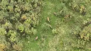 R&aring;dyr p&aring; Handnes&oslash;ya