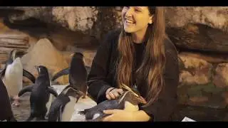 Penguin conservation at Two Oceans Aquarium
